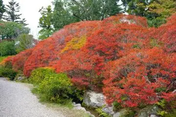 <p>You can easily fall in love with this garden</p>