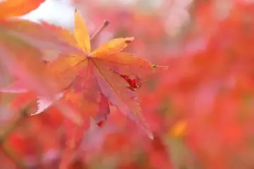 <p>The gorgeous maple leaves</p>