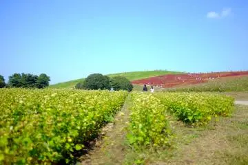 <p>Suivez le chemin vert</p>
