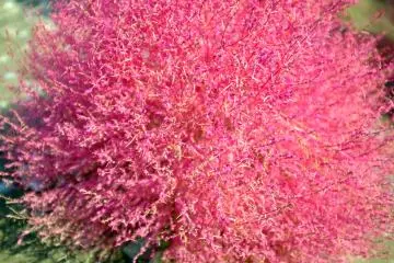 <p>Les stars de la saison : les kochia rouges</p>