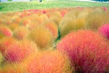 <p>Nuances de rouge, vert et orange</p>