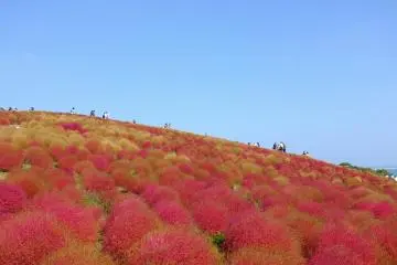 <p>Des buissons kochia &agrave; perte de vue</p>