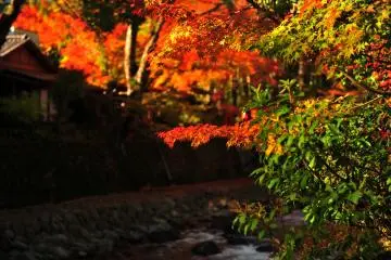 <p>Shuzenji River flowing quietly under the blazing fall foliage</p>