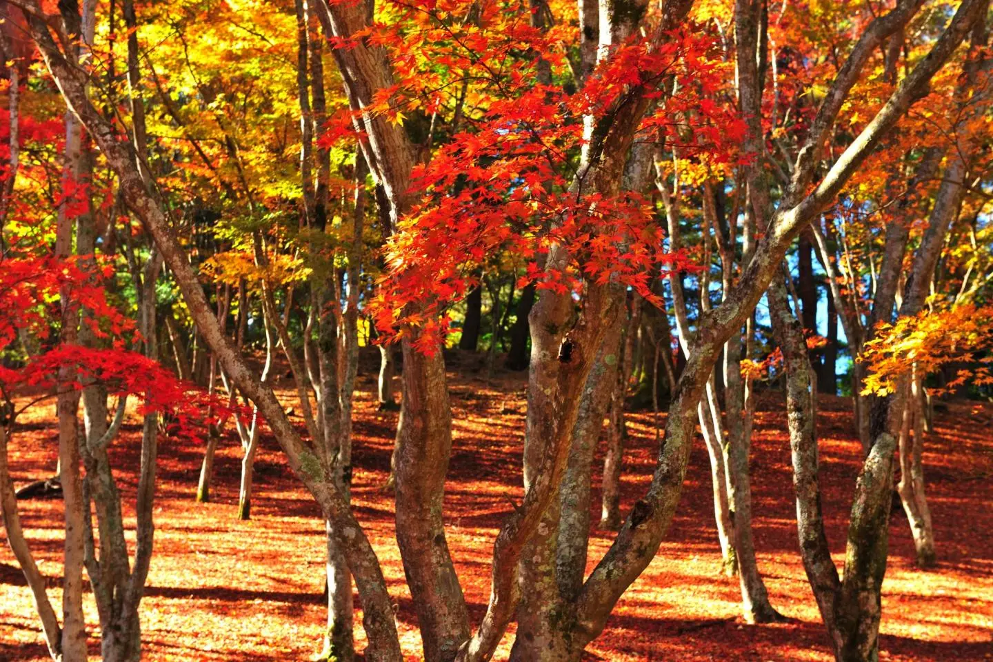 Gorgeous Colors of Shuzenji Forest