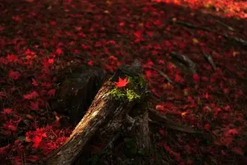 <p>Every photographer wants to capture this kind of scene, and of course I tried it, too!</p>