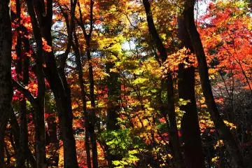 <p>It surely looks like a multi-colored brocade painting!</p>