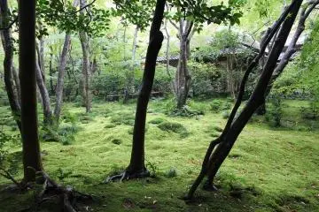 여러 종류의 이끼가 녹색 글래데이션을 이루고 있다