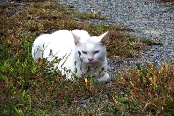<p>A mean-looking white cat was watching me!</p>