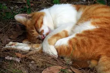 <p>This cat was sleeping peacefully. How adorable! He/she reminds me of 'Dana&euml;', a painting of Klimt.</p>