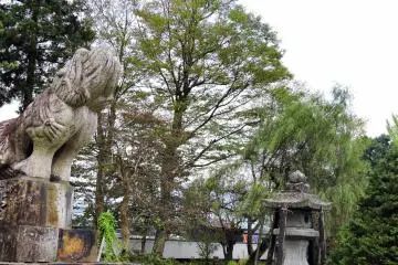 <p>Guardian dog from the rear, a willow tree in the wind and a supported stone lantern</p>