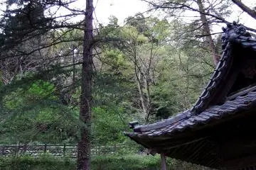 높은 나무들 사이에 오래된 사당 건물들이 있다