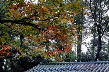 <p>At the top of the cold mountain, trees were already turning color in mid October</p>