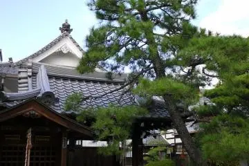<p>A pine leans toward the area with the water basin</p>