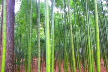 Kairakuen's majestic bamboo forests