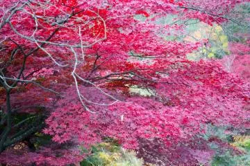 <p>Close up of some beautiful red leaves</p>