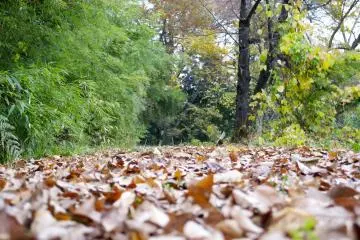 <p>A carpet of fallen leaves</p>