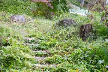 <p>When climbing Mt. Maizuru, you'll notice some small paths like this one every now and then</p>
