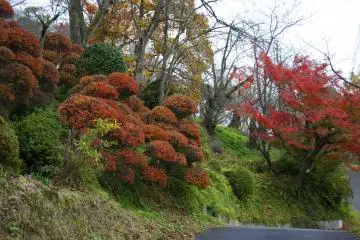 <p>Different types of trees can be seen and admired at Mt. Maizuru</p>