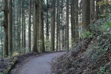 <p>The wooded path to the lookout point</p>