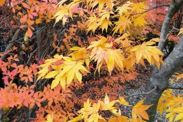 <p>A golden maple on the park's edge</p>