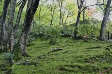 본당에 오르는 도중에는 가을임에도 불구하고 이끼가 푸릇푸릇하다