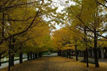 Ginkgo tree tunnel