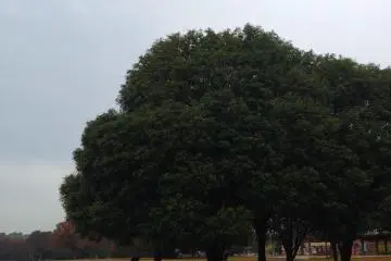 How big and pretty can a tree get?