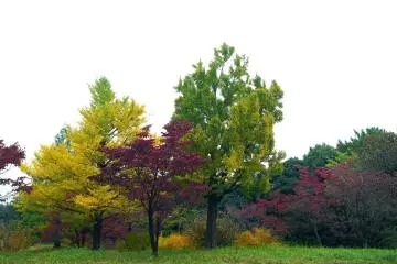 Three colors in a single picture. Perfect!