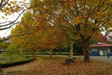 The fallen leaves purposely&nbsp;left on the ground give a movie-like autumn atmosphere