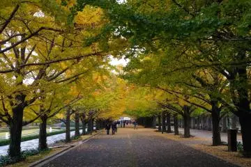 On the way back, the ginkgo tree tunnel from the opposite side