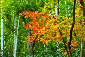 <p>Brilliant maple leaves in a green bamboo grove</p>