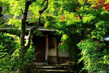 <p>Maple tree tunnel in front of the main hall</p>