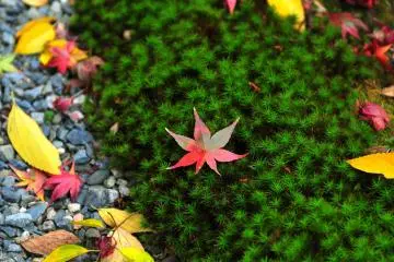 <p>Colorful maple leaves on green moss</p>