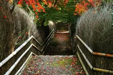 <p>A gravel path edged with a brush fence descends under the maple trees to the Dojo</p>