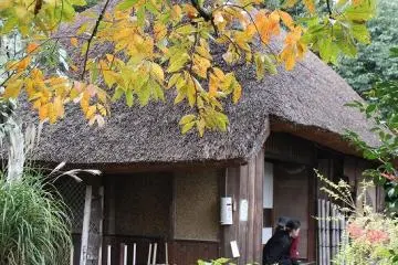 With persimmons ripening on the tree, the "Hut of Fallen Persimmons" has a certain elegance about it