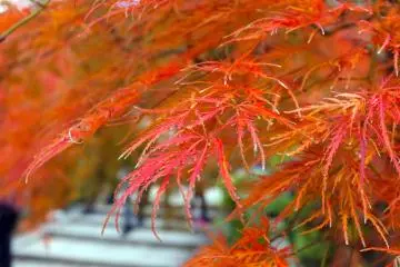 <p>Red and orange</p>