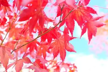 <p>What's Autumn without the beauty of a red maple</p>