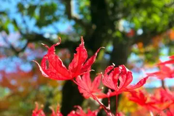 <p>Red, green, orange, and blue become one</p>