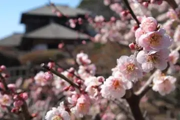 Kobuntei amid the spring plum blossoms (Photo: <a href="https://photo.ibarakiguide.jp/downloads/download-4218" target="_blank" rel="noreferrer noopener nofollow">Kanko Ibaraki</a>)