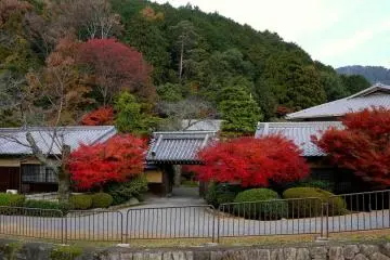 <p>Two red maples flank the gates of beautiful Japanese garden, Itto-en, which is definitely worth visiting if you have time</p>