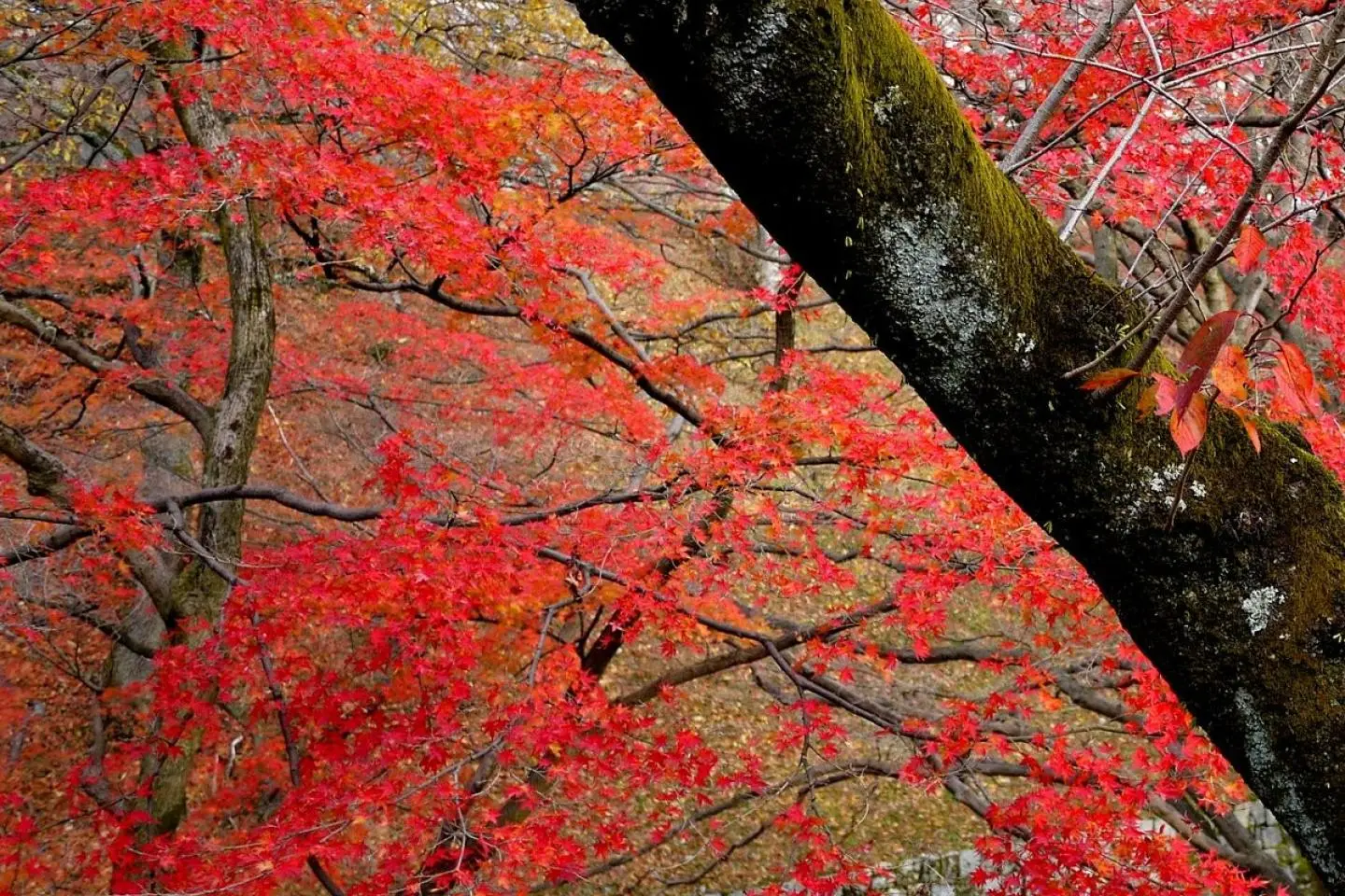 Autumn along Biwako Canal