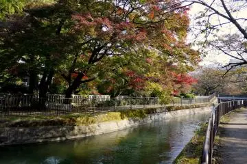 <p>The leaves are just beginning to turn in this photo</p>