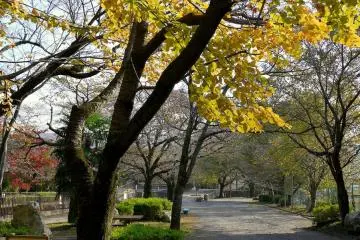 <p>Yellow gingko leaves over the path</p>