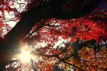 <p>The setting sun appears to be tangled in the branches of this maple tree &nbsp;</p>