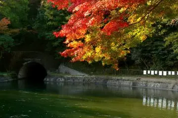 <p>The canal passes through a tunnel into a pond with a large and splendid maple tree</p>
