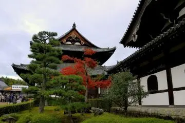 เมเปิลสีแดงในสวนเขียวขจี