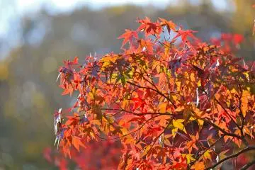 <p>You could spend all day at the park enjoying the beautiful colors of Autumn</p>