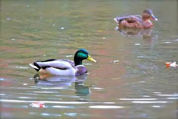 <p>Duck pond at Izumi Nature Park</p>