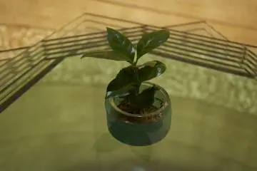 <p>So apparently everything starts from this little plant...</p>