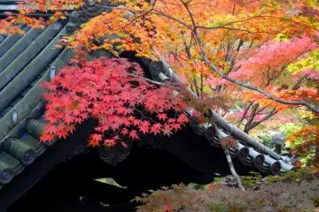 <p>Maples trees frame the temple's bell tower</p>